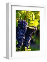 Red Cabernet, Vineyard, Chinon, Indre Et Loire, Centre, France, Europe-Nathalie Cuvelier-Framed Photographic Print