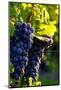 Red Cabernet, Vineyard, Chinon, Indre Et Loire, Centre, France, Europe-Nathalie Cuvelier-Mounted Photographic Print