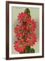 Red Cactus Flowers-null-Framed Art Print