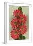 Red Cactus Flowers-null-Framed Art Print