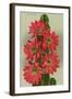 Red Cactus Flowers-null-Framed Art Print