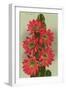 Red Cactus Flowers-null-Framed Art Print