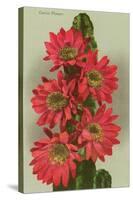 Red Cactus Flowers-null-Stretched Canvas