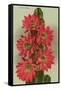 Red Cactus Flowers-null-Framed Stretched Canvas