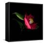 Red Camelia II-Magda Indigo-Framed Stretched Canvas