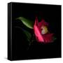 Red Camelia II-Magda Indigo-Framed Stretched Canvas