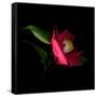 Red Camelia II-Magda Indigo-Framed Stretched Canvas