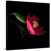 Red Camelia II-Magda Indigo-Stretched Canvas