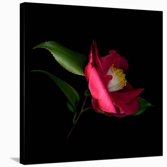 Red Camelia II-Magda Indigo-Stretched Canvas