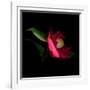 Red Camelia II-Magda Indigo-Framed Photographic Print