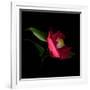 Red Camelia II-Magda Indigo-Framed Photographic Print