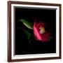 Red Camelia II-Magda Indigo-Framed Photographic Print