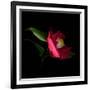 Red Camelia II-Magda Indigo-Framed Photographic Print