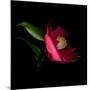 Red Camelia II-Magda Indigo-Mounted Photographic Print