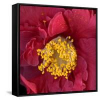 Red Camelia-Magda Indigo-Framed Stretched Canvas