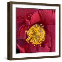 Red Camelia-Magda Indigo-Framed Photographic Print