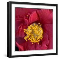 Red Camelia-Magda Indigo-Framed Photographic Print