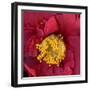 Red Camelia-Magda Indigo-Framed Photographic Print