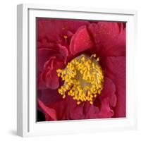 Red Camelia-Magda Indigo-Framed Photographic Print