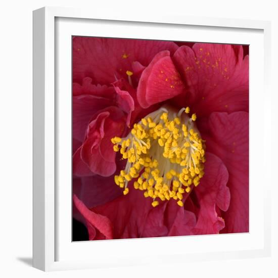 Red Camelia-Magda Indigo-Framed Photographic Print