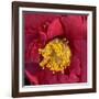 Red Camelia-Magda Indigo-Framed Photographic Print