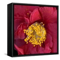 Red Camelia-Magda Indigo-Framed Stretched Canvas