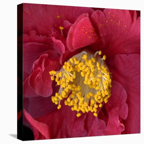 Red Camelia-Magda Indigo-Stretched Canvas