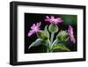 Red Campion against shaded background in deciduous woodland, Berwickshire, Scotland-Laurie Campbell-Framed Photographic Print
