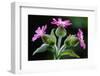 Red Campion against shaded background in deciduous woodland, Berwickshire, Scotland-Laurie Campbell-Framed Photographic Print