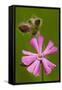 Red Campion in Flower, Close-Up-null-Framed Stretched Canvas