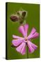 Red Campion in Flower, Close-Up-null-Stretched Canvas