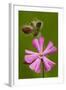 Red Campion in Flower, Close-Up-null-Framed Photographic Print