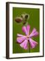 Red Campion in Flower, Close-Up-null-Framed Photographic Print