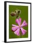 Red Campion in Flower, Close-Up-null-Framed Photographic Print