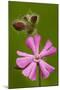 Red Campion in Flower, Close-Up-null-Mounted Photographic Print