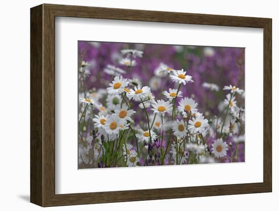 Red Campion (Silene Dioica) And Oxeye Daises (Leucanthemum Vulgare) On Field Margin, Norfolk, UK-Ernie Janes-Framed Photographic Print