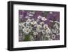 Red Campion (Silene Dioica) And Oxeye Daises (Leucanthemum Vulgare) On Field Margin, Norfolk, UK-Ernie Janes-Framed Photographic Print