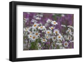 Red Campion (Silene Dioica) And Oxeye Daises (Leucanthemum Vulgare) On Field Margin, Norfolk, UK-Ernie Janes-Framed Photographic Print