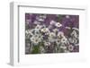 Red Campion (Silene Dioica) And Oxeye Daises (Leucanthemum Vulgare) On Field Margin, Norfolk, UK-Ernie Janes-Framed Photographic Print