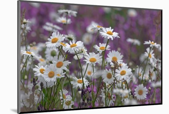 Red Campion (Silene Dioica) And Oxeye Daises (Leucanthemum Vulgare) On Field Margin, Norfolk, UK-Ernie Janes-Mounted Photographic Print