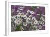 Red Campion (Silene Dioica) And Oxeye Daises (Leucanthemum Vulgare) On Field Margin, Norfolk, UK-Ernie Janes-Framed Photographic Print