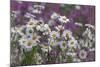 Red Campion (Silene Dioica) And Oxeye Daises (Leucanthemum Vulgare) On Field Margin, Norfolk, UK-Ernie Janes-Mounted Photographic Print