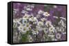 Red Campion (Silene Dioica) And Oxeye Daises (Leucanthemum Vulgare) On Field Margin, Norfolk, UK-Ernie Janes-Framed Stretched Canvas