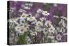 Red Campion (Silene Dioica) And Oxeye Daises (Leucanthemum Vulgare) On Field Margin, Norfolk, UK-Ernie Janes-Stretched Canvas