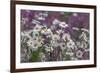 Red Campion (Silene Dioica) And Oxeye Daises (Leucanthemum Vulgare) On Field Margin, Norfolk, UK-Ernie Janes-Framed Photographic Print