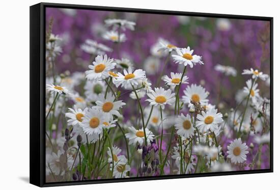 Red Campion (Silene Dioica) And Oxeye Daises (Leucanthemum Vulgare) On Field Margin, Norfolk, UK-Ernie Janes-Framed Stretched Canvas