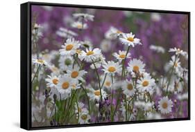 Red Campion (Silene Dioica) And Oxeye Daises (Leucanthemum Vulgare) On Field Margin, Norfolk, UK-Ernie Janes-Framed Stretched Canvas