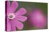 Red Campion (Silene Dioica) Flower, Liechtenstein, June 2009-Giesbers-Stretched Canvas