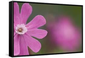 Red Campion (Silene Dioica) Flower, Liechtenstein, June 2009-Giesbers-Framed Stretched Canvas