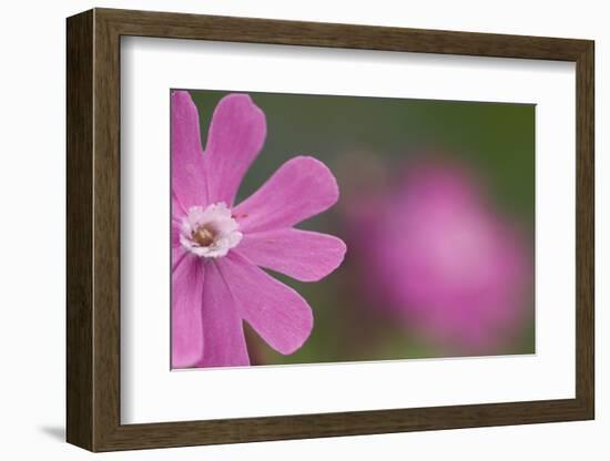 Red Campion (Silene Dioica) Flower, Liechtenstein, June 2009-Giesbers-Framed Photographic Print